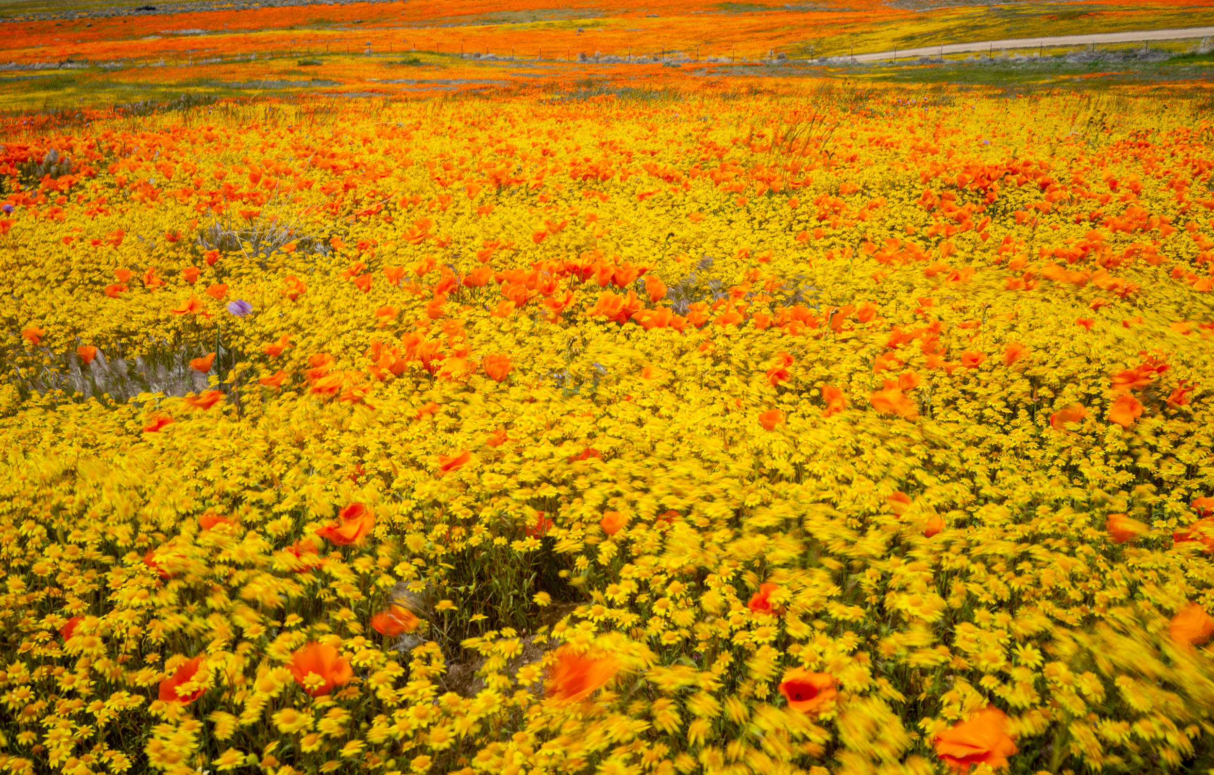 Gold Fields and poppies blowing in the wind.