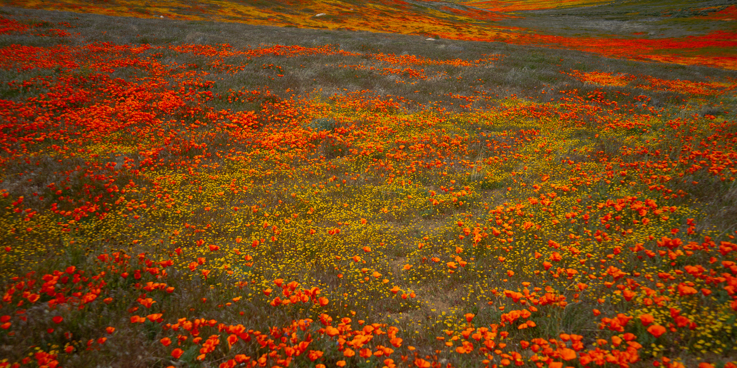 Poppies and California goldfields in bloom.