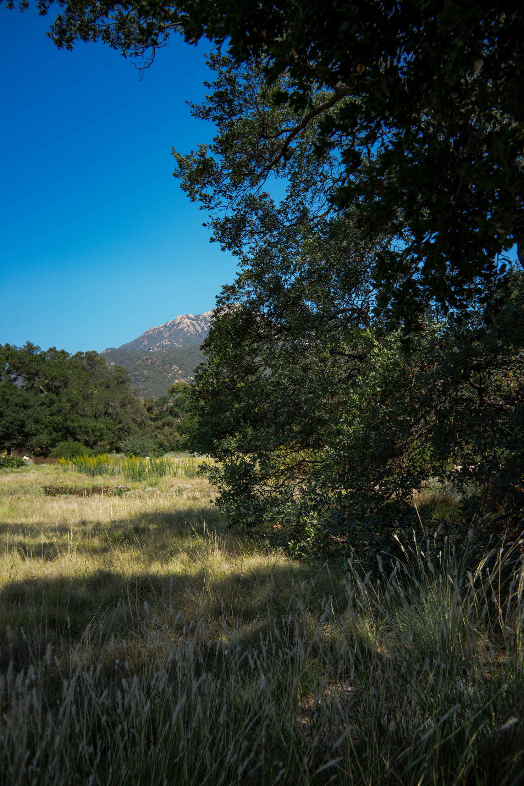 View of the meadow at the Santa Barbara Botanical Garden. There is an oak tree on the right and mountains in the background.